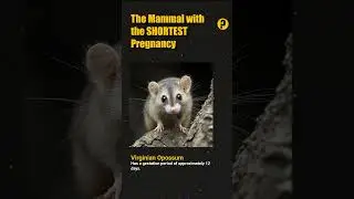 Mammal with the SHORTEST Pregnancy - Did You Know?