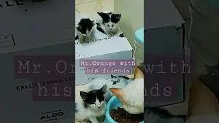 #inbreeding #tuxedocats 4 KITTENS ARE LEFT FOR NOW...💔😭