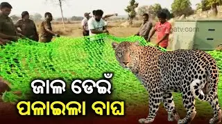 Tiger Escapes During Tranquilization In Sundergarh, Search Operation Underway || News Corridor