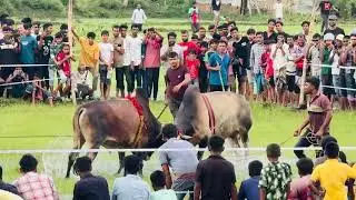 2 Angry Giant Cows Fight for Dominance! 🐂💥 (Real Farm Footage)