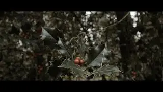 Bmcc 2.5k - Autmn walk - Cinematic VIII