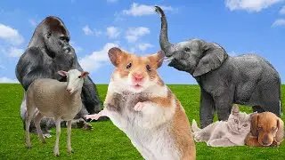 Funny Animals around Us Cat, Dog, Elephant, Hamster, Chimpanzee, Lamb
