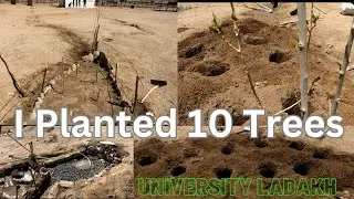 Today I Planted 🌲 10 Trees in my University Campus UOL. 🥰🌲🌲🌿 #green #vlog #commonlifevlogs