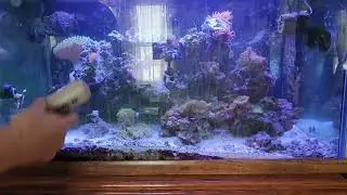 REEF Maintenance Day | Cleaning & Feeding the Fish