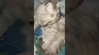 why cat run at home #socutecats #funnycat #animallife #catvideos #shortsfeed #youtubeshorts #viral #