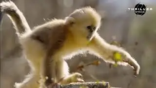 Golden Snub Nosed Monkey #wildlife