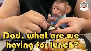 Bibi Had A Busy Day Eating | Curious Monkey Family's Daily