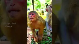 Emotional deeply hungry! Poor abandoned little monkey screaming so terrible request milk until..