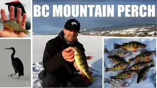 How to Catch Swan Lake Vernon British Columbia Yellow Perch Ice Fishing