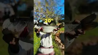 Caught a new PB 20