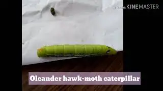 Oleander hawk-moth caterpillar found in College Of Agriculture, latur's Campus