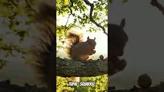 ​