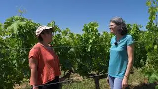 À la recherche d’une solution biologique pour lutter contre la tordeuse de la vigne