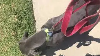 Great Dane learns on leash heel position