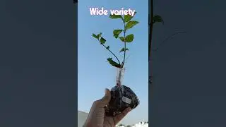 Stress Relief Starts with Plants 🌿 | Buy Healthy Plants Online at Best Price | VGR Gardens