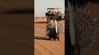 Will the leopard mess with the porcupine&hellip;or back down fast #wildlife #nature #animalbattle