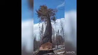 SQF Complex Fire Hazard Trees