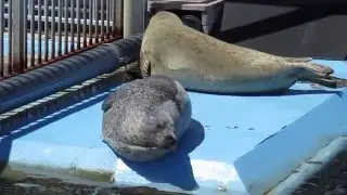 飼育員さんの声に反応するアザラシ（seal）