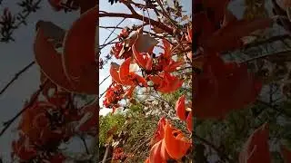 #Butea #Flower #Nature #original #video #shoot 🎥❤#📷..