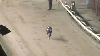 Greyhound 2026- 19.01.2026 Trial 8