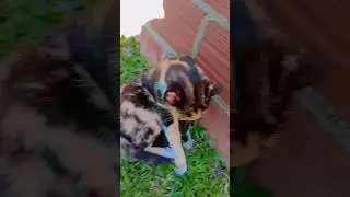 aten&ccedil;&atilde;o ⚠️ &aacute;udio estourado #lily #Anime #Lil #Lessy #cat #gato #videopet #canalpet #lilypet