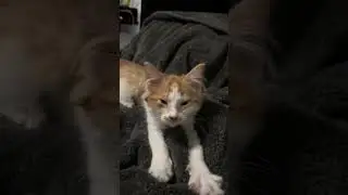 Seems like just yesterday we brought you home ❤️ #cat #cuteanimal #cats #cutecat #cute #cutepet