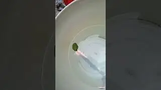 mini boat very simple science project easy science experiment #shorts#trending  #viralshorts#short