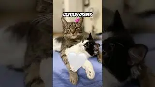 POV: Your Cat Bestie Forever 🐱💕#shorts #cat #funny #viral