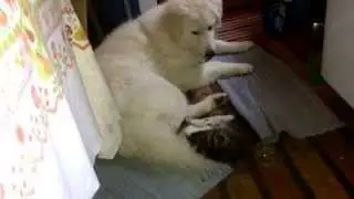 Győző and Kormos cute emergency