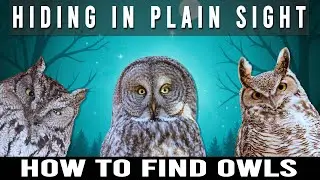 11 Owls Spotted;  The Mighty Pygmy Owl Caught Hunting