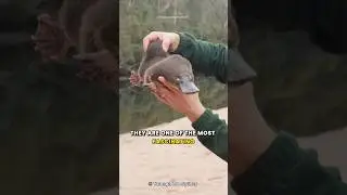 Platypus l Nature's Weirdest Creation