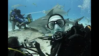 Mitzi's Bull Shark Dive Log!
