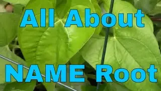 Name Root Nutritious Edible Plant Dioscoreaceae Guinea Tropical Vine Yam Potato Garden Landscape