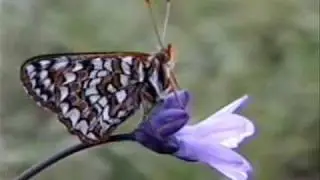 The Endangered Quino Checkerspot Butterfly