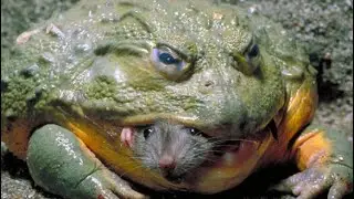 Nature&rsquo;s Fiercest Predators - The Animal World's Fight to Protect Children