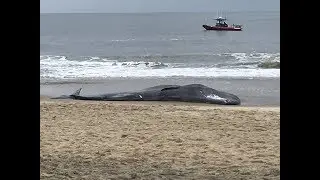 Crews remove beached whale in Ocean City