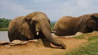 Forest, Animals, Relaxing music Relieves stress