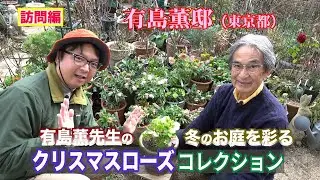 有島先生の冬のお庭を彩るクリスマスローズコレクション～ガーデンドクターTV59 RM