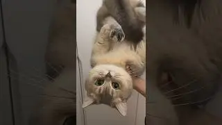 Mommy, the world is upside down 🌀🐱 #cat #cutecat #cute #cutepet #kitten
