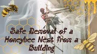 Safe Removal of a Honeybee Nest from a Building