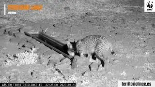 Lince nocturno. 17 de abril de 2023. Territorio Lince. #lince