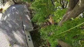 It's your friendly neighborhood tree service!