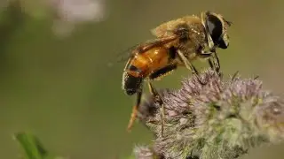 TraumzeitHof - 1 - Bees And Wannabes