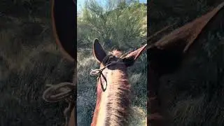 Extreme Mule Ride. Part 3. (Free Willy)