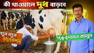 কোন গরু নিয়ে ডেয়ারি ফার্ম শুরু করবেন।How to Start Cow/Dairy milk farm in 2026