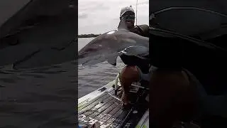 Blacktip shark 🦈 caught on paddleboard fishing! #catchandrelease