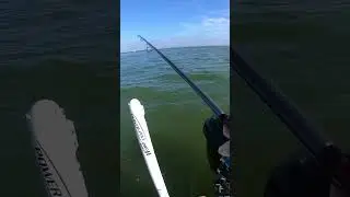 Shark fishing Sanibel Lighthouse #fishing #shark #sanibel