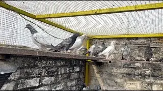 Top Class 30 Baby Pigeons For Sale | Parwazi Pigeons | Champion pigeons