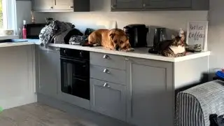 Pets are Awesome: Dog's Hilarious Reality Check with Cats || WooGlobe
