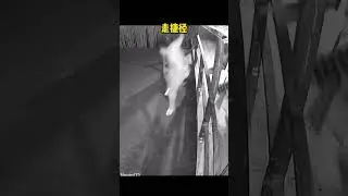 Caught on Camera: Haunted House Funny Moments You Won't Believe!